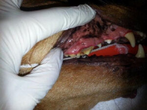 Dental-Disease-dog