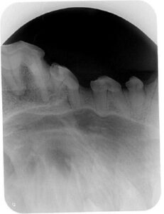 Dog-Dental-Tooth-Xray