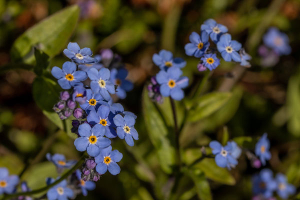 Forget me not flowers pet euthanasia