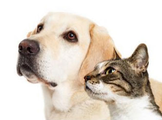 Pet-health-plan-Cat and dog vets