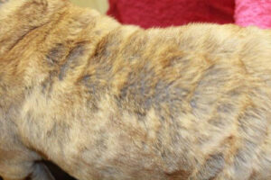 Skin-Disease-Dogs-Cats