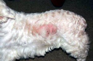 Skin-Disease-allergies-Dogs