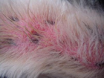 Skin-Disease-allergy-atopy-Dogs