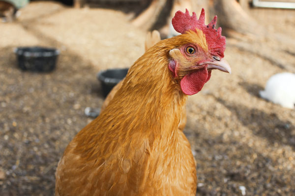 Chicken on a small holding