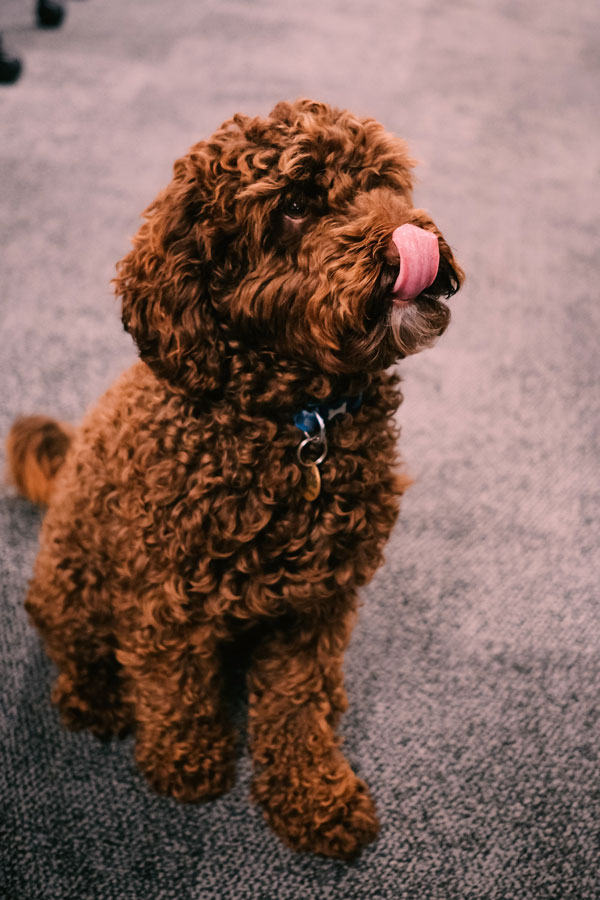 Cross spaniel and store poodle