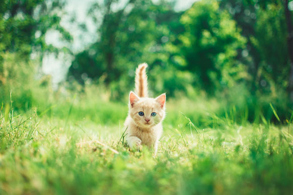 Kitten in the grass