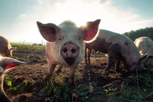 Farm vets pigs