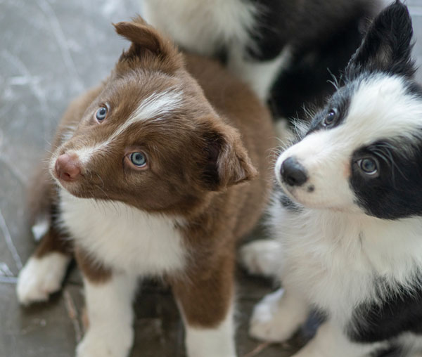 Collie puppies