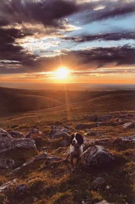 Dog at sunset on Dartmoor