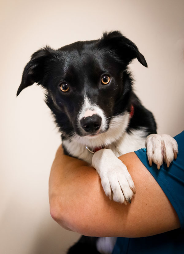 Welcome to North Park Vets - Katie, border collie