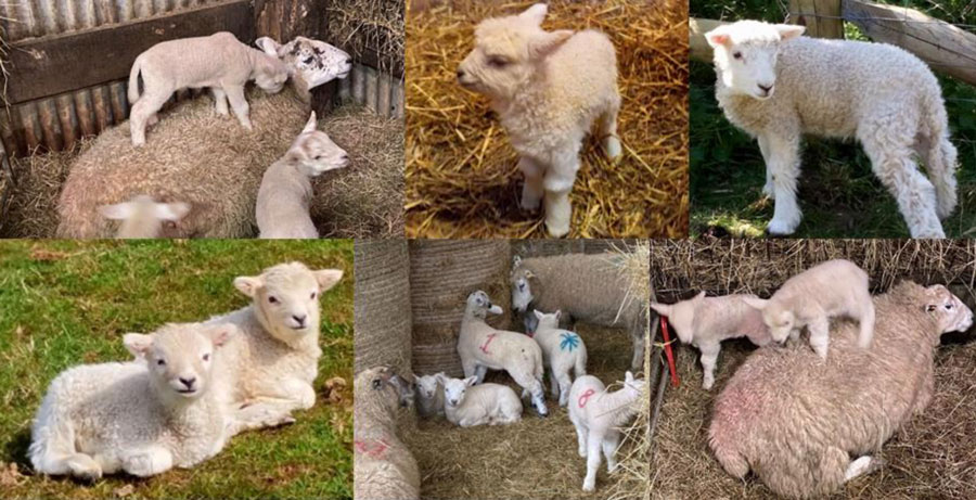 Images of lambs