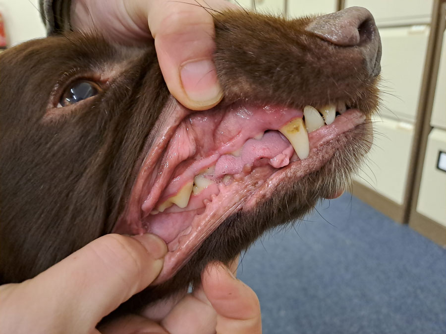 free vet dental check-up February 2025