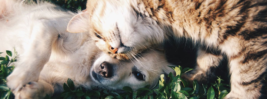 Cat and dog happy together